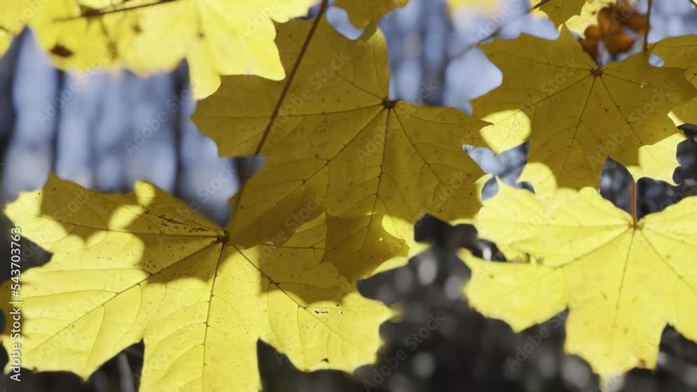 Warm Shadowy Golden Dawn Autumn Yellow Maple Leaves in Slight Breeze Warm Shadowy Golden Dawn Autumn Yellow Maple Leaves in Slight Breeze