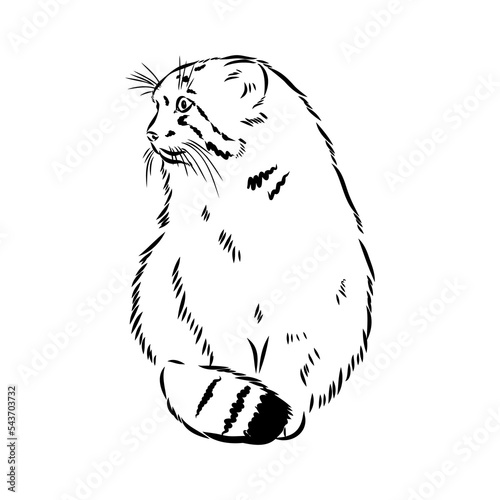 Photography vector manul wild cats graphic illustration manul the forest cat