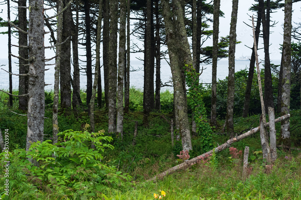 Obraz premium coastal forest with windbreak and lianas on the Pacific coast, Kuril Islands