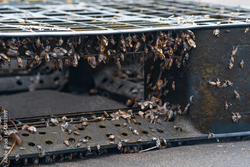 colony of young  marine organisms, biofouling on floating anthropogenic debris (floating discarded plastic pallet)