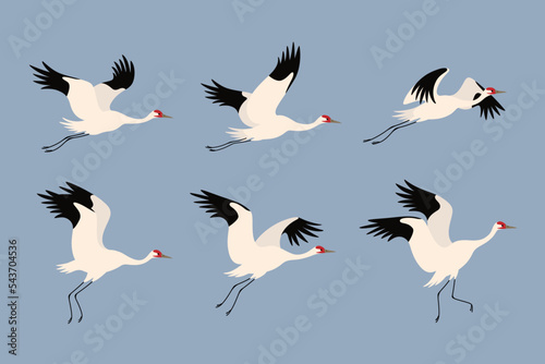 Siberian crane flying. Cute bird in different poses. Vector illustration for prints, clothing, packaging, stickers. photo