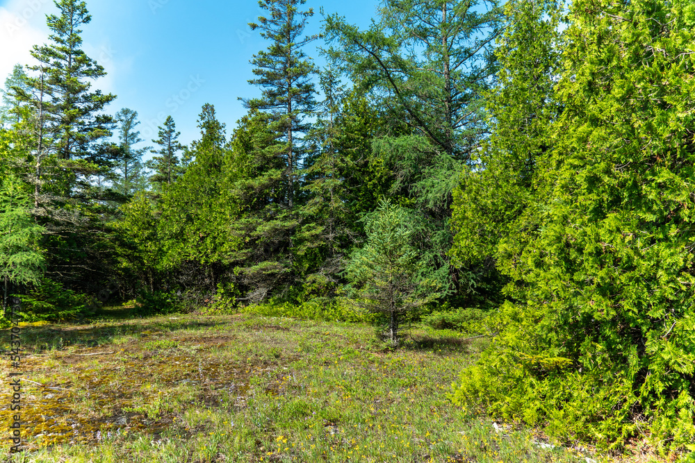 Country road in wild pine forest. Traveling and exploring nature at countryside. Forest trail scene landscape. Woodland path or single lane road and tall wild spruce green trees. Idyllic forest scene Country road in wild pine forest. Traveling and exploring nature at countryside. Forest trail scene landscape. Woodland path or single lane road and tall wild spruce green trees. Idyllic forest scene