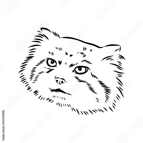 Photography vector manul wild cats graphic illustration manul the forest cat