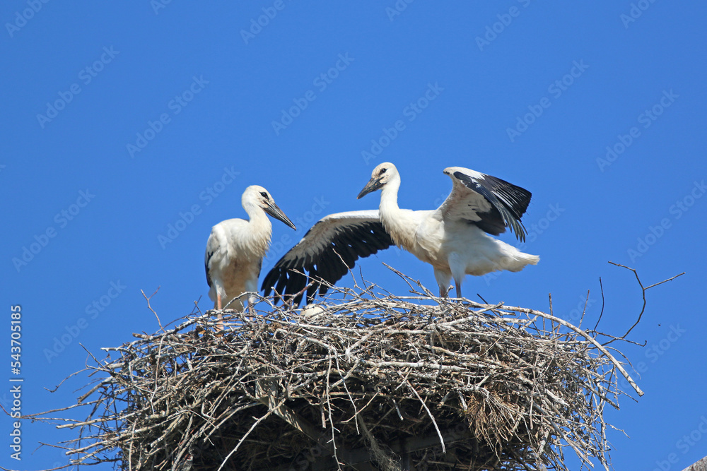 Fototapeta premium White storks in their nest