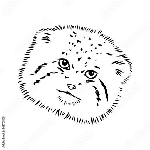 Photography vector manul wild cats graphic illustration manul the forest cat