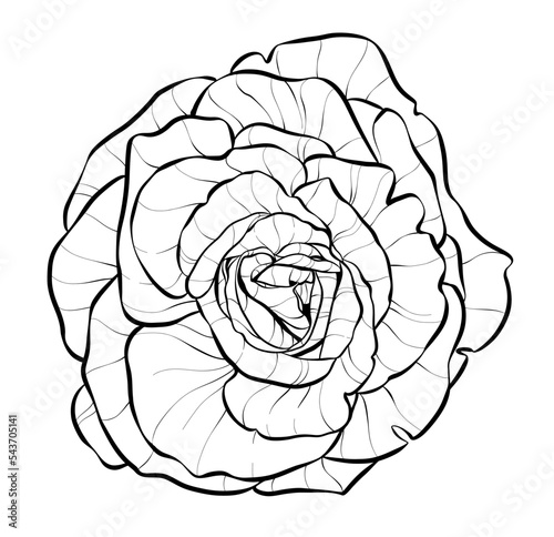 Large flower. Rose. Illustration sketch in black and white style. Vector.