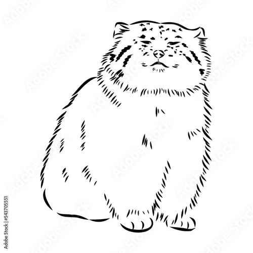 Photography vector manul wild cats graphic illustration manul the forest cat