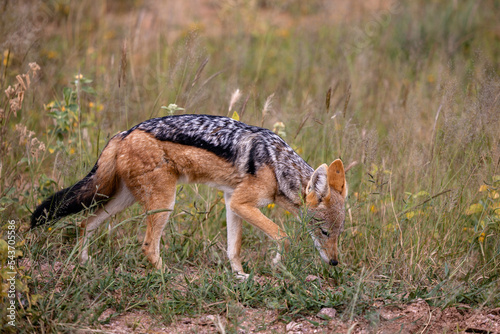 Namibia, Afrika, Tierwelt