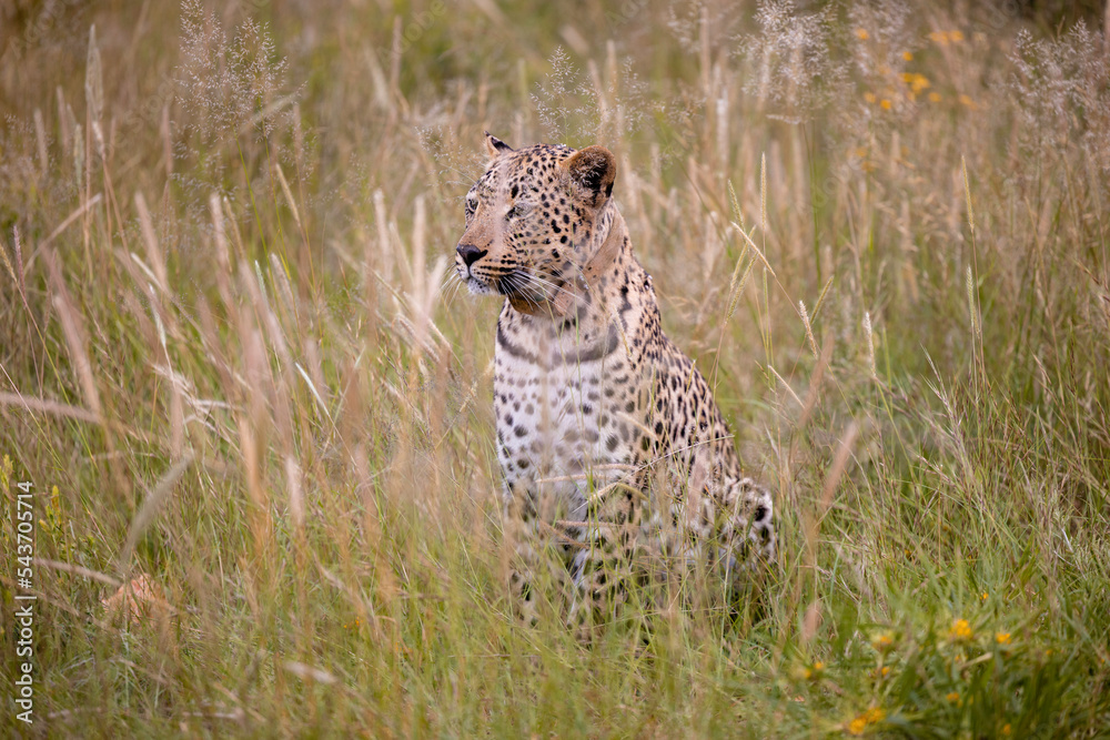 Naklejka premium Namibia, Afrika, Tierwelt