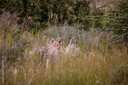 Namibia, Afrika, Tierwelt