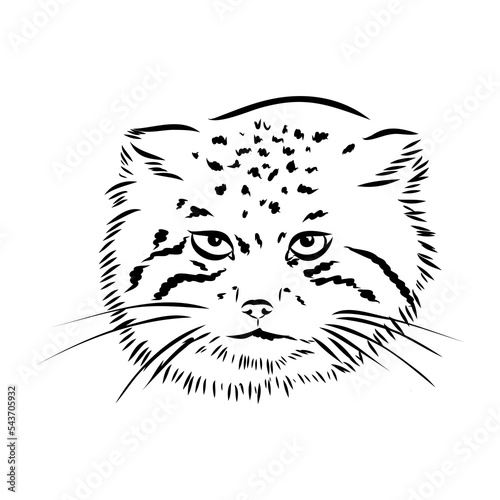 Photography vector manul wild cats graphic illustration manul the forest cat