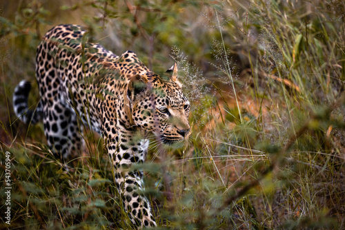 Namibia, Afrika, Tierwelt