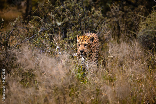 Namibia, Afrika, Tierwelt photo