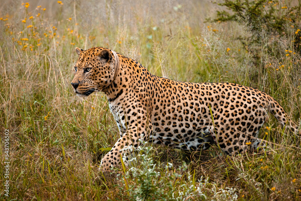 Obraz premium Namibia, Afrika, Tierwelt