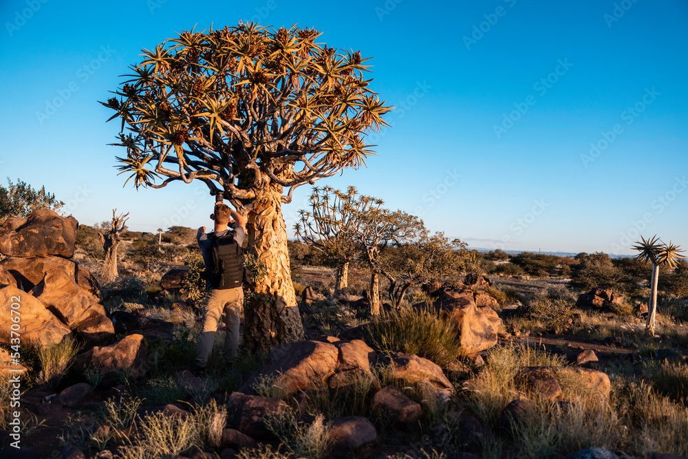 Naklejka premium Namibia, Afrika, Wüste, Quivertree