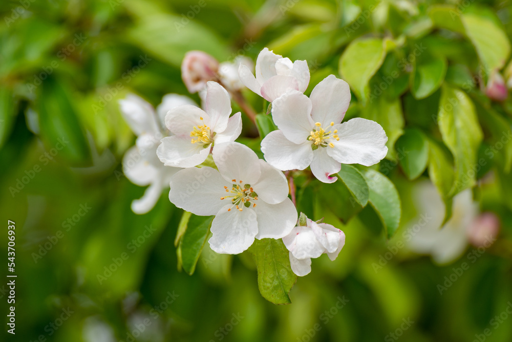 White And Pink Crabapple Blossoms In Spring White And Pink Crabapple Blossoms In Spring