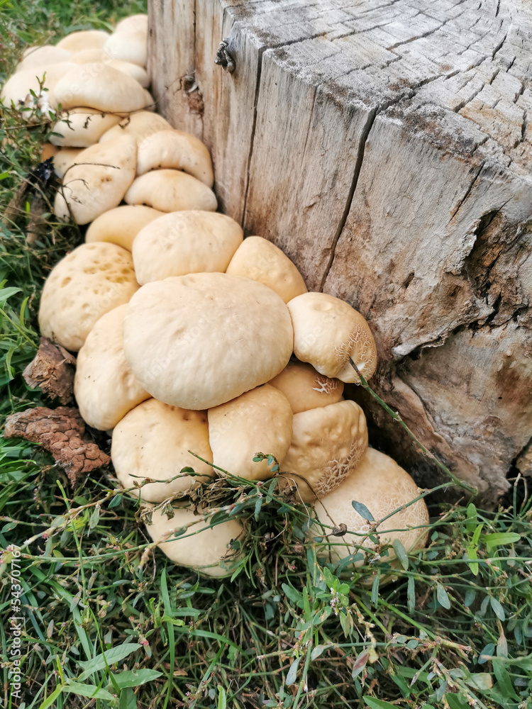 mushrooms in the forest, wildlife, mycelium, tree stump mushrooms in the forest, wildlife, mycelium, tree stump
