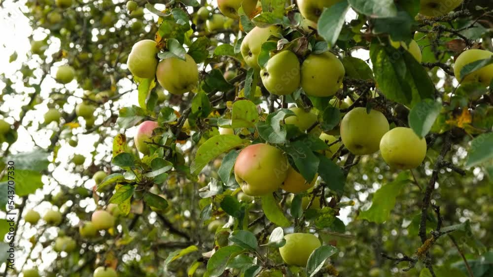 Organic apple tree in Autumn, green apples in apple orchard. Organic apple tree in Autumn, green apples in apple orchard.