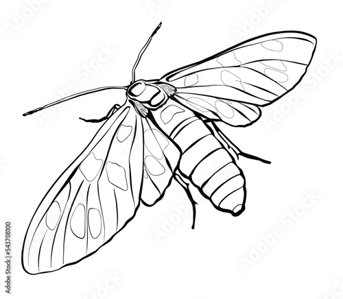 Moth butterfly drawing. Black and white coloring sketch. Illustration graphic. Vector.
