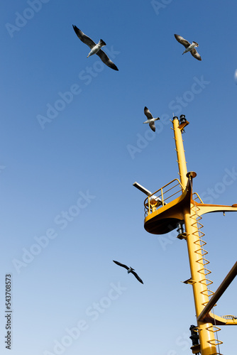 Birds fly around the ship mast. Lighthouse, schooner, construction work, seagull. White feathers, claws, tail, beak, animal. High quality photo