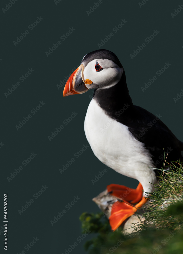 Naklejka premium Atlantic puffin perched on a cliff edge
