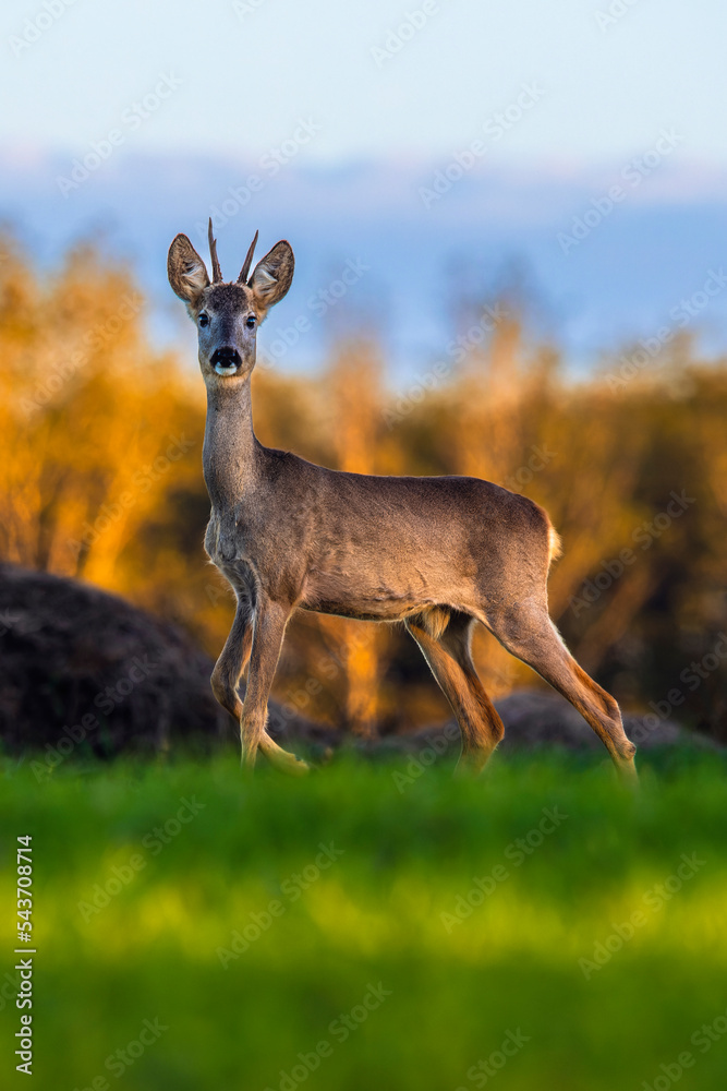 Roe deer on the edge of the forest in autumn. Roe deer on the edge of the forest in autumn.