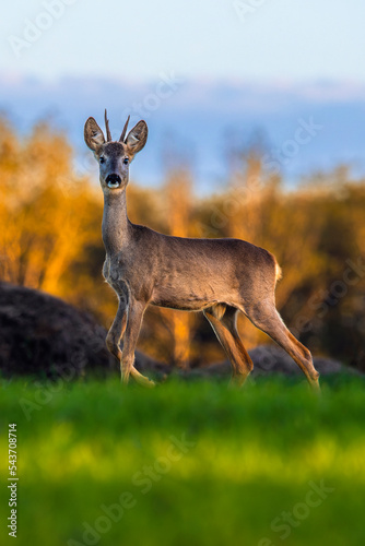Roe deer on the edge of the forest in autumn. © Justinb