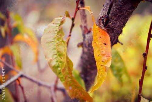 autumn leaves on the tree