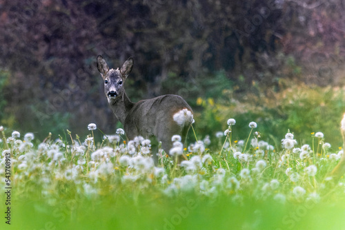 Roe deer on the edge of the forest in autumn.