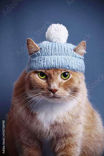 Red cat in a hat with a pompon looks serious or angry on a blue background. Grumpy ginger cat with green eye portrait dissatisfied looking in camera