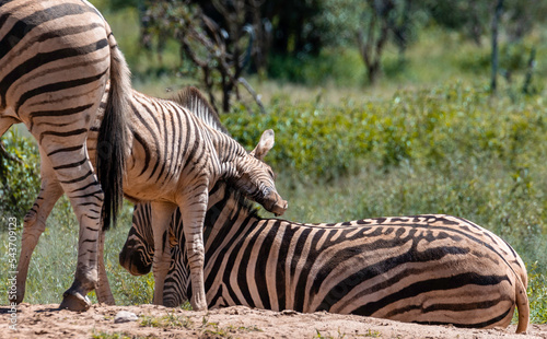 Zebra Family 01