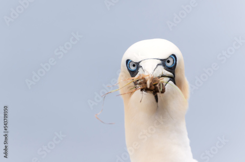 Fényképezés Close up of a Northern gannet with nesting material in the beak