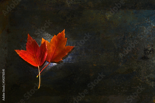 Top down flat lay of two orange autumn maple leaves with stems on dark background with copy space.