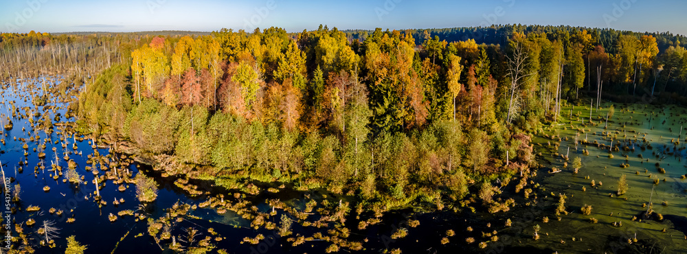 Fototapeta premium Panorama from the drone to the forest swamp in the Knyszyn forest on an autumn,sunny day.View of the forest lake ,trees growing in green water.