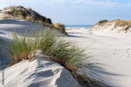 Fototapeta Naklejka Na Ścianę i Meble -  Dunes on the North Frisian Island Amrum in Germany