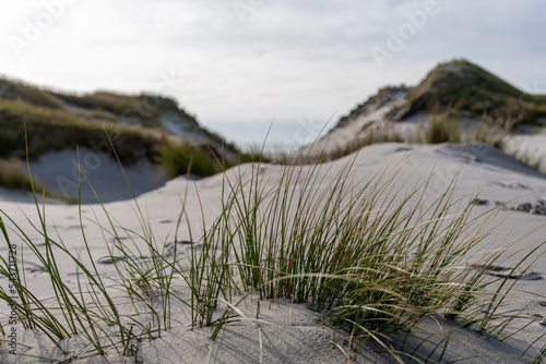 Dunes on the North Frisian Island Amrum in Germany © Olaf