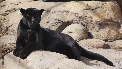 Panther sitting on a stone.