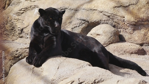 Panther sitting on a stone..