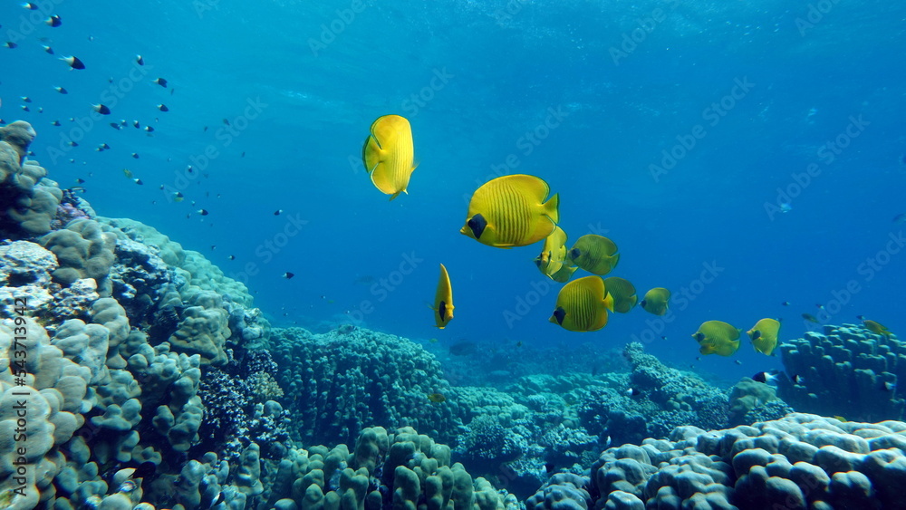 Fototapeta premium Masked butterflyfish. Fish - a type of bone fish Osteichthyes. Butterfly fish Chaetodontidae. Masked butterfly fish.