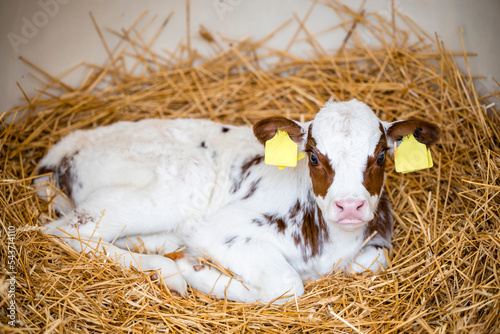 Photo Portrait view of newborn ayrshire calf lying in the straw inside shelter