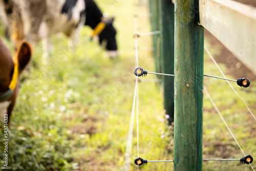 Electric fence for livestock. Fence post with electric wires and insulators while cows grazing in background.