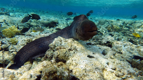 Moray eels  Pisces - type bone fish Osteichthyes  Moray eels  Muraenidae   Giant moray eels. 