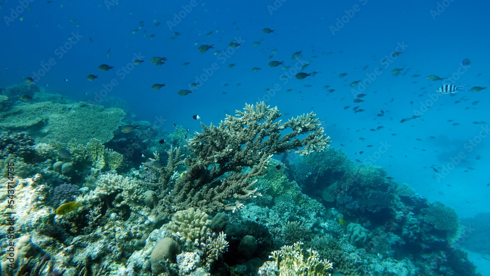 Colorful tropical fish on a coral reef, amazingly beautiful fairy world. In the coral gardens of the Red Sea.