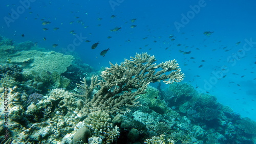 Beautiful coral reefs and Red Sea kpral gardens.