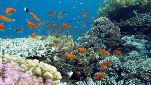Colorful tropical fish on a coral reef, amazingly beautiful fairy world. In the coral gardens of the Red Sea.