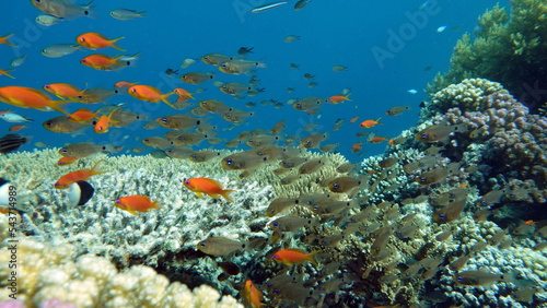 Colorful tropical fish on a coral reef, amazingly beautiful fairy world. In the coral gardens of the Red Sea. © Vitalii6447