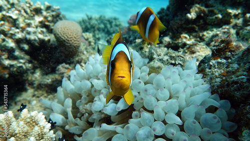   Clown fish amphiprion  Amphiprioninae . Red sea clown fish. Nemo .