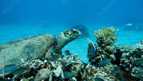 Hawksbill sea turtle (CR species) Hawksbill Turtle - Eretmochelys imbricata. © Vitalii6447
