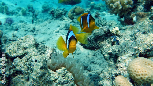 Clown fish amphiprion  Amphiprioninae . Red sea clown fish. Nemo .