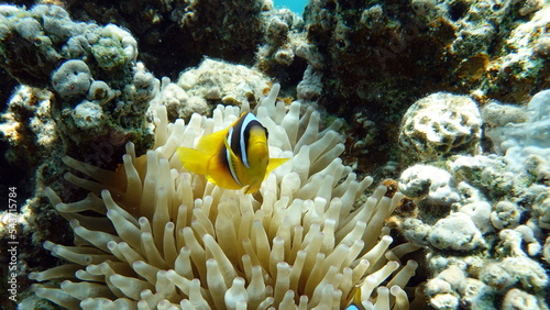  Clown fish amphiprion (Amphiprioninae). Red sea clown fish. 